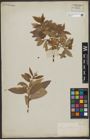 Foto von Salix L.